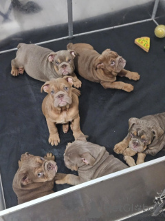 Photo №2 to announcement № 127271 for the sale of english bulldog - buy in Germany breeder