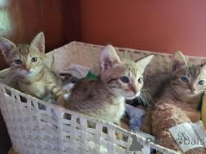 Photo №1. ocicat - for sale in the city of Espoo | 516$ | Announcement № 166953