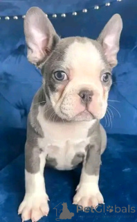 Photo №1. french bulldog - for sale in the city of Berlin | 471$ | Announcement № 136337