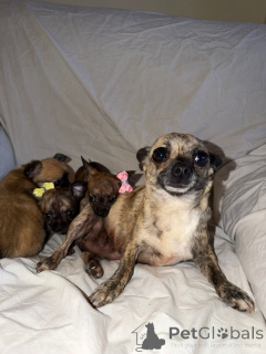 Photo №1. louisiana catahoula leopard dog - for sale in the city of Uusimaa | 506$ | Announcement № 168909