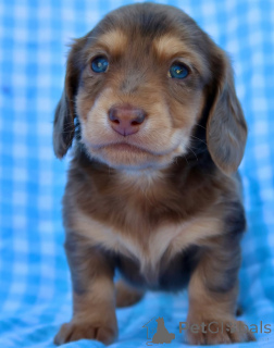 Photo №1. dachshund - for sale in the city of Amstetten | negotiated | Announcement № 155077