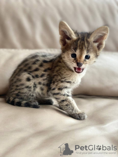 Photo №4. I will sell savannah cat in the city of Москва. private announcement - price - negotiated
