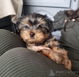 Additional photos: Yorkie puppies for sale