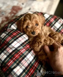 Photo №1. non-pedigree dogs - for sale in the city of Liepayah | negotiated | Announcement № 169455