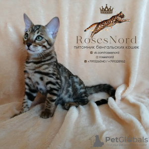 Photo №1. bengal cat - for sale in the city of Krasnodar | 388$ | Announcement № 7798