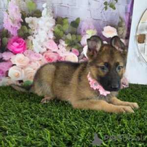 Photo №4. I will sell german shepherd in the city of Houston. private announcement, from nursery - price - 800$