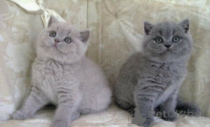 Photo №1. british shorthair - for sale in the city of Ijsselstein | 350$ | Announcement № 171072