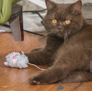 Photo №1. british shorthair - for sale in the city of Berlin | 845$ | Announcement № 101796