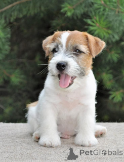 Photo №3. Jack Russell Terrier puppies for sale. United Kingdom
