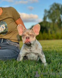 Photo №2 to announcement № 150643 for the sale of french bulldog - buy in Germany from the shelter, breeder