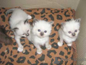 Photo №1. birman - for sale in the city of Tampere | 329$ | Announcement № 140891