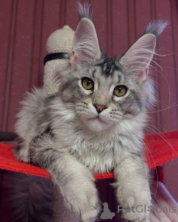 Photo №4. I will sell maine coon in the city of Aston. breeder - price - negotiated
