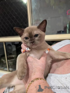 Photo №2 to announcement № 172700 for the sale of burmese cat - buy in Belgium private announcement, breeder