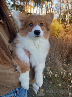 Photo №1. welsh corgi - for sale in the city of Leipzig | negotiated | Announcement № 158855