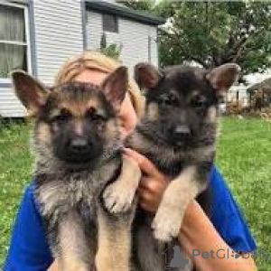 Photo №1. german shepherd - for sale in the city of Paris | 1032$ | Announcement № 163163