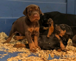 Photo №3. Doberman puppies available for adoption. United States
