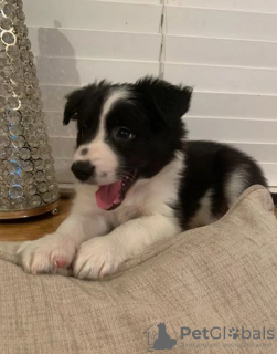 Photo №2 to announcement № 109171 for the sale of border collie - buy in Germany private announcement