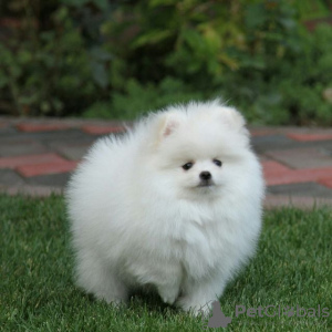 Photo №3. pomeranian. Germany