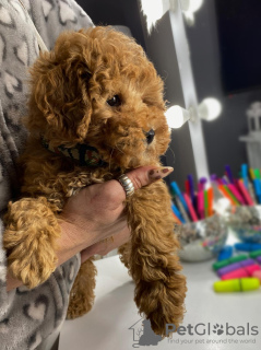 Photo №3. Apricot miniature Poodle. Serbia