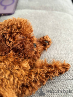 Photo №1. poodle (toy) - for sale in the city of Brighton and Hove | 516$ | Announcement № 154728