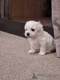 Photo №3. Bichon Frisén pennut valmiina uusiin koteihin. Finland