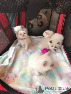 Photo №2 to announcement № 112153 for the sale of ragdoll - buy in United States private announcement