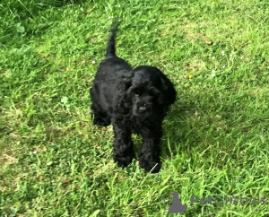 Photo №1. american cocker spaniel - for sale in the city of Auckland | 710$ | Announcement № 18600