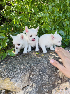 Photo №1. chihuahua - for sale in the city of Moscow | negotiated | Announcement № 169060