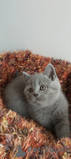 Photo №4. I will sell british shorthair in the city of Los Angeles. breeder - price - 600$