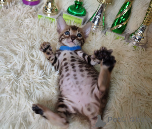 Photo №3. Bengal kittens for Adoption now. Germany