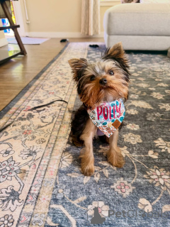 Photo №1. yorkshire terrier - for sale in the city of ALAVUS | 568$ | Announcement № 169362