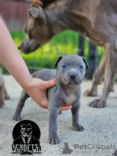 Additional photos: American pit bull terrier puppies