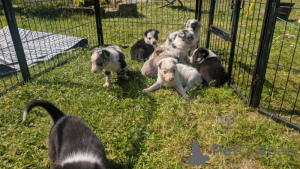Photo №3. Pure Border Collie Puppies available. United States