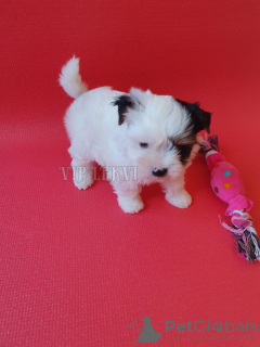 Additional photos: Biewer Terrier, puppies, girls from a kennel in Georgia. Pedigree FCG/FCI.