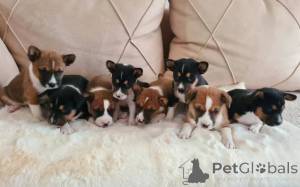 Photo №2 to announcement № 165376 for the sale of basenji - buy in Serbia 