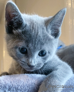 Photo №2 to announcement № 36784 for the sale of russian blue - buy in Russian Federation private announcement