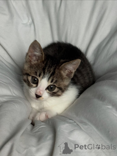 Photo №1. domestic cat - for sale in the city of Alajärvi | 424$ | Announcement № 146293