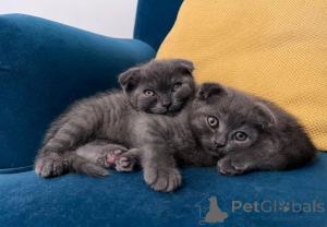 Photo №3. Scottish fold blue kitten. United States