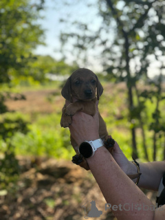 Photo №1. dachshund - for sale in the city of Bardufoss | 2824$ | Announcement № 149545