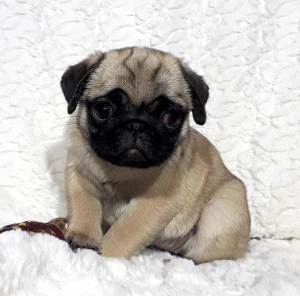 Photo №4. I will sell pug in the city of Москва. private announcement - price - 798$