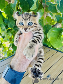 Photo №1. savannah cat - for sale in the city of Dietikon | 350$ | Announcement № 178749