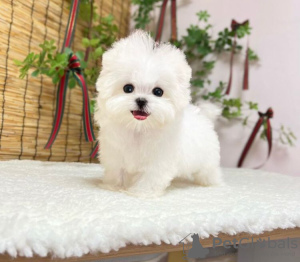 Photo №1. maltese dog - for sale in the city of New York Mills | Is free | Announcement № 86371