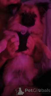 Photo №4. I will sell maltese dog, pomeranian in the city of Dubai. private announcement - price - 165$