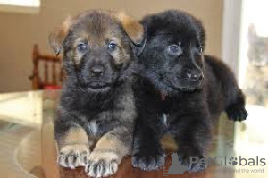 Photo №1. german shepherd - for sale in the city of Airlie Beach | Is free | Announcement № 108702