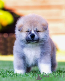 Photo №1. akita - for sale in the city of Alytus | 1882$ | Announcement № 148468