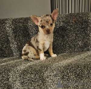 Photo №4. I will sell chihuahua in the city of Tampa. breeder - price - 400$