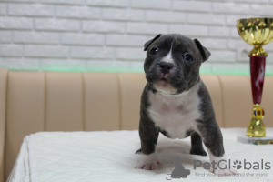 Photo №3. Armican Bully premium quality is open. Moldova