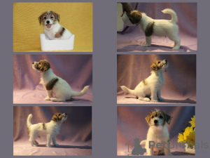 Additional photos: Jack Russell Terrier puppies for sale