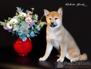 Photo №3. Shiba inu. Puppies. Russian Federation