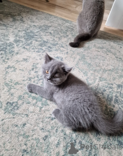 Photo №2 to announcement № 164525 for the sale of british shorthair - buy in Germany 